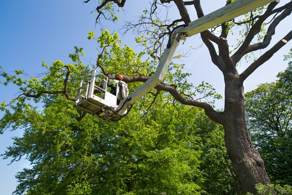 tree care services louisiana - bayou verde