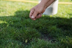 Why Now Is the Best Time to Reseed or Sod Your Lawn in New Orleans - landscape company metairie