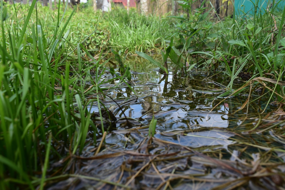 How to Keep Your Landscape Mosquito-Free This Season - landscape company metairie - bayou verde