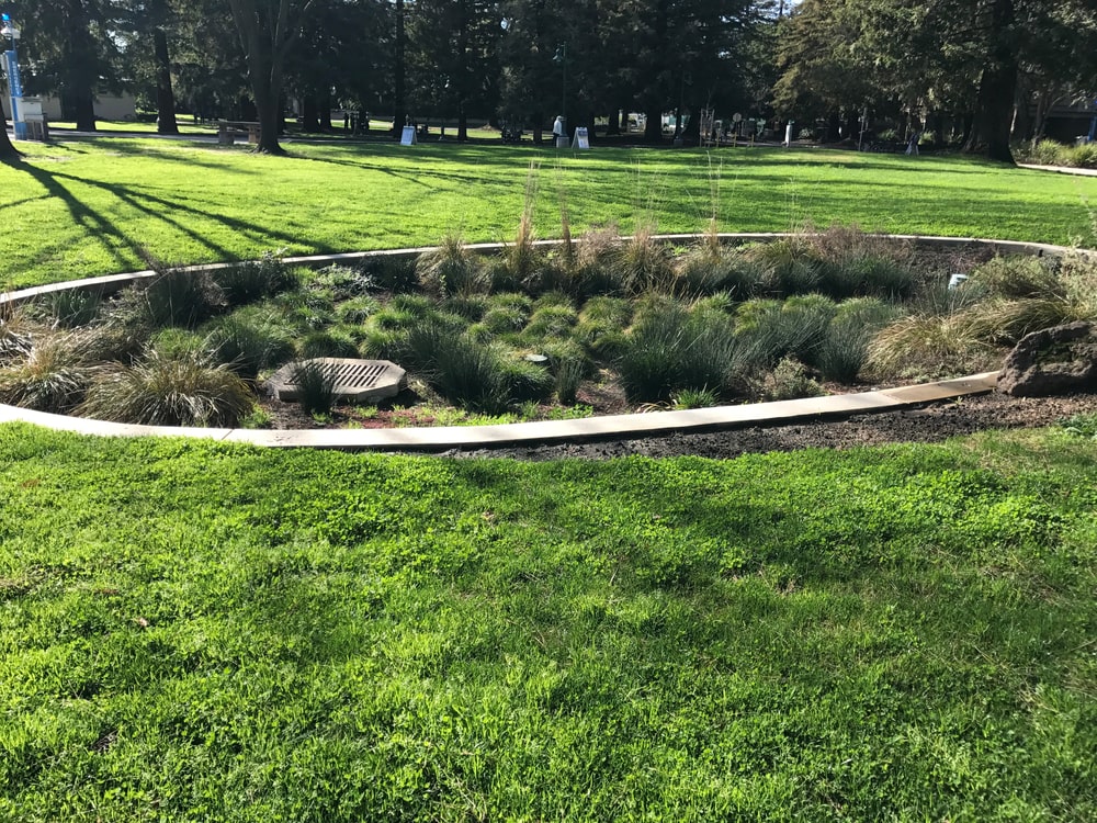 Rain Gardens A Smart Way to Handle Summer Stormwater - landscape company metairie