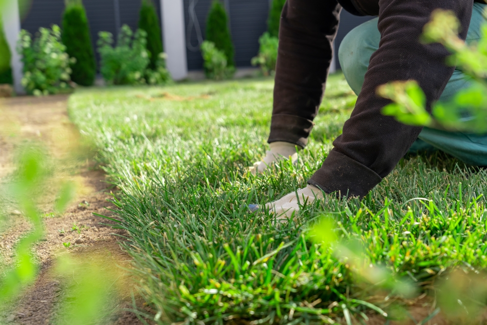 Sod-Installation-in-metairie-bayou-verde