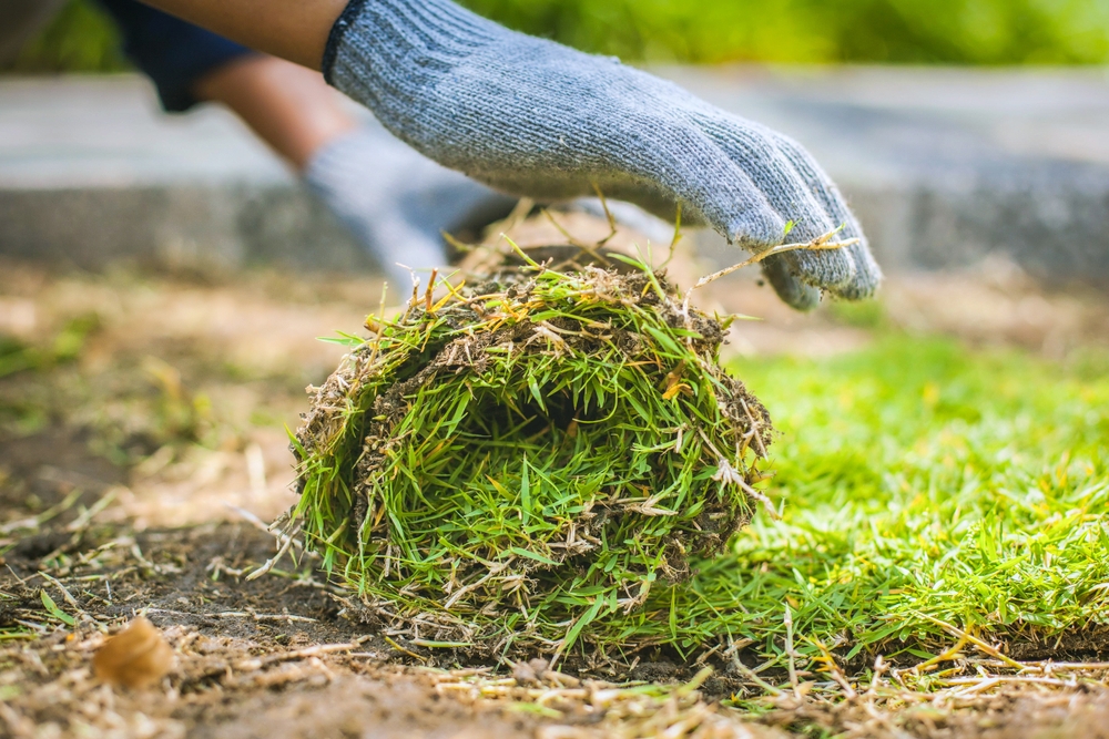 Sod vs. Seed Choosing the Right Option for Your Lawn - landscape company metairie - bayou verde